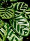 Calathea rotundifolia