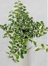 Ficus pumila L. (Creeping Fig)