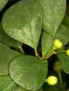 Ficus deltoidea