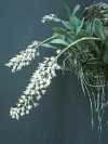 Dendrochilum cobbianum Rchb. f.