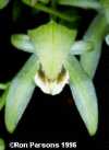 Coelogyne confusa