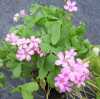 Oxalis crassipes ‘Rosea’