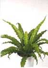 Asplenium anticuum