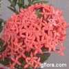 Ixora coccinea