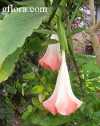 Brugmansia suaveolens, Datura suaveolens