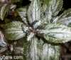 Pilea cadierei &quot;Silver tree&quot;