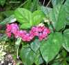 Clerodendrum speciosum, C. delectum