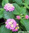 Lantana camara