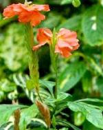 Crossandra infundibuliformis Nees (Crossandra Undulata Salisb.)