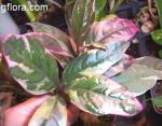 Pseuderanthemum atropurpureum 'Tricolor'
