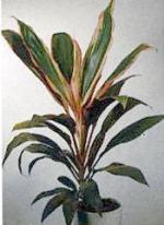 Cordyline fruticosa 'Lord Robertson'