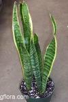 Sansevieria