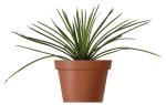 Agave geminiflora