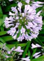 Agapanthus umbellatus L'Her (A. africanus Hoffmgg.)
