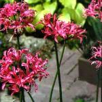 Nerine mansellii