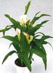 Zantedeschia