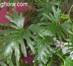 Philodendron bipinnatifidum (selloum)