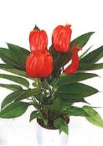 Anthurium scherzerianum Schott.