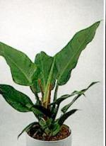Philodendron "Imperial Green"