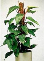 Philodendron &quot;Red Emerald&quot;