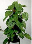 Philodendron