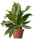 Aglaonema commutatum Schott. "Silver Queen"