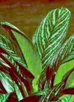 Aglaonema oblongifolia