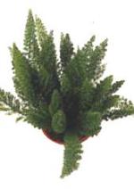 Asparagus densiflorus 'Meyers'
