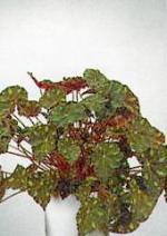 Begonia boweri &#039;Tiger&#039;.