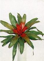 Neoregelia carolinae L. B. Smith.