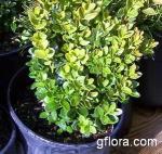 Buxus