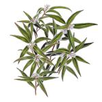 Sarcococca