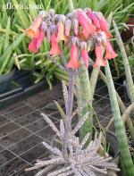 Kalanchoe tubiflora (Bryophyllum tubiflorum, Kalanchoe delagoensis)