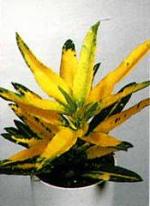 Codiaeum variegatum 'Sunny Star'