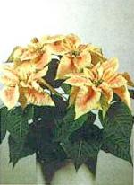 Euphorbia pulcherrima Klotzsch (Poinsettia pulcherrima Grah.)