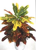 Codiaeum variegatum "Excellent'