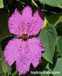 Dalechampia
