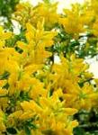 Cytisus