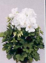 Pelargonium Grandiflorum