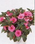 Achimenes