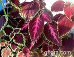 Coleus