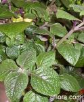 Plectranthus