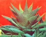 Haworthia limifolia Marl.