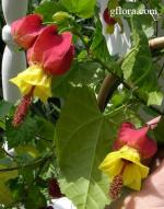 Abutilon megapotamicum