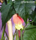 Abutilon megapotamicum