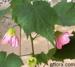 Abutilon