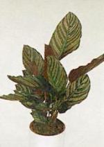 Calathea ornata Koern (sanderiana). var. roseo-lineata Rgl.