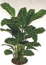 Calathea zebrina Lindl.