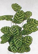 Calathea macoyana Morr.