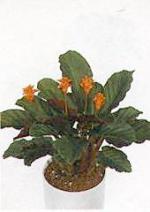 Calathea crocata